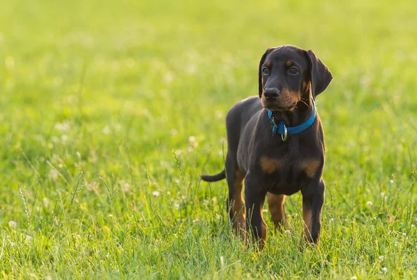 Black doberman puppy on the grass — Stock Photo, Image