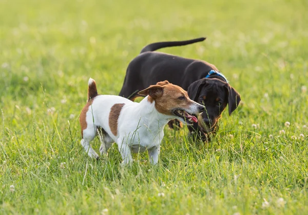 Szczeniak dobermana czarny z jack russel Terier — Zdjęcie stockowe