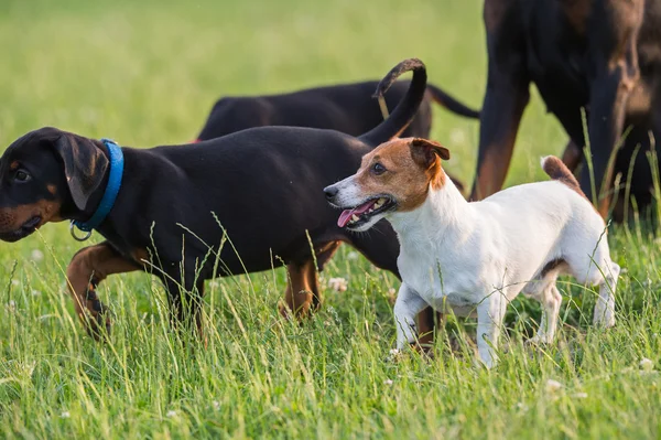 Siyah doberman köpek yavrusu ile jack russel terrier — Stok fotoğraf