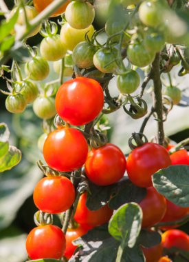 Taze doğal kırmızı domates bitkiler