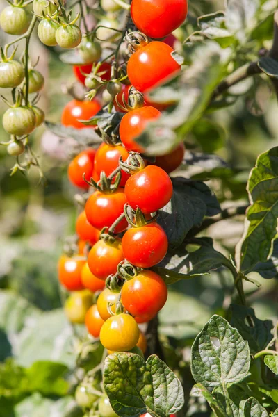Färska naturliga röda tomater växter — Stockfoto