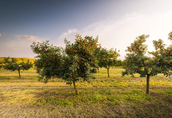 Cherries on orchard tree — Stock Photo, Image