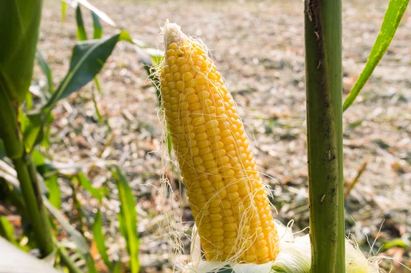 Стиглі кукурудза — стокове фото