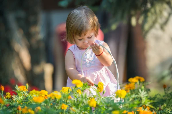 Menina colhendo flores — Fotografia de Stock