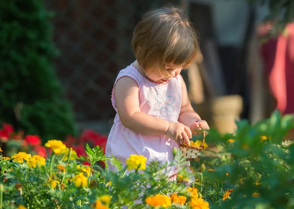 Girl picking flowers — Stock Photo, Image