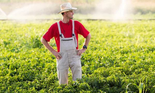 Agricultor em campos de pimenta — Fotografia de Stock