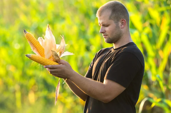 Agricultor observando una mazorca de maíz en un maizal — Foto de Stock