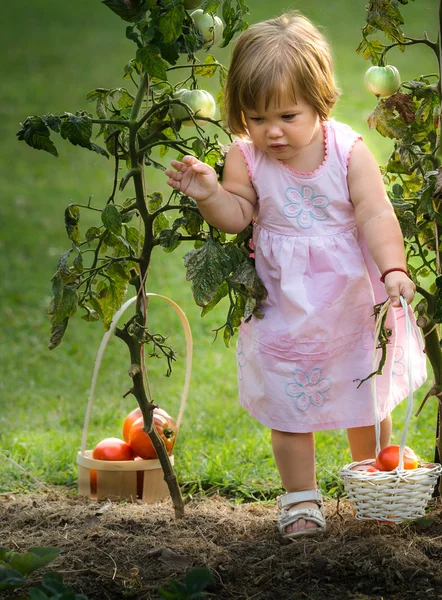 Little girls picked tomatoes — Stock Photo, Image