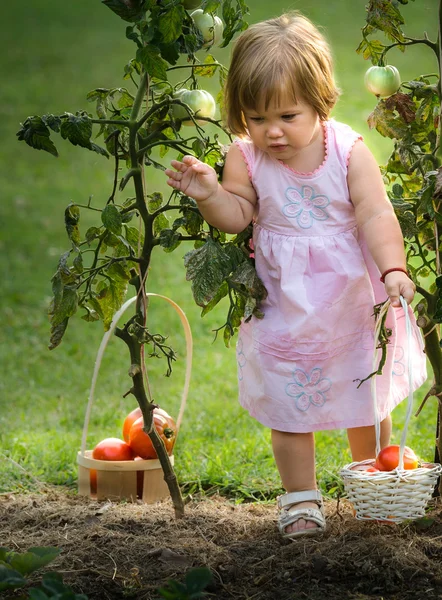 Niñas recogieron tomates — Foto de Stock