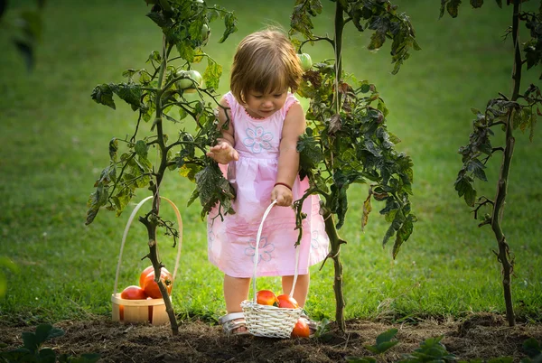 Bambine raccolte pomodori — Foto Stock