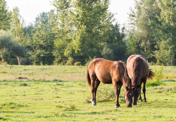 Horses on a summer pasture — Stock Photo, Image