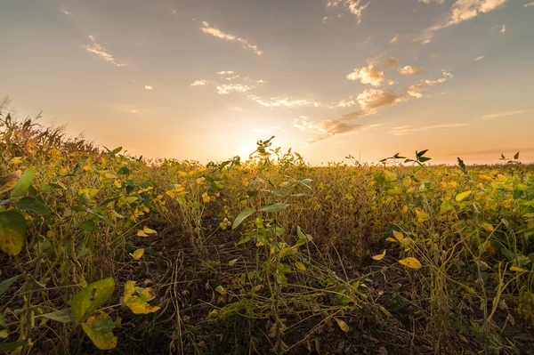 Soybean Field Rows — Stock Photo, Image