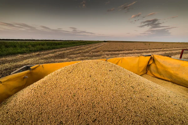 Habas de soja en remolque tractor —  Fotos de Stock