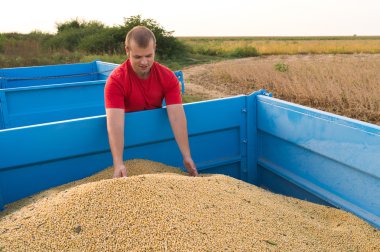 Soya fasulyesi tutan çiftçi 