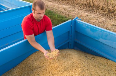 Soya fasulyesi tutan çiftçi