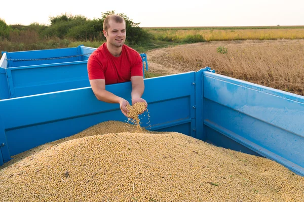 Farmer holding soy beans — Stock Photo, Image