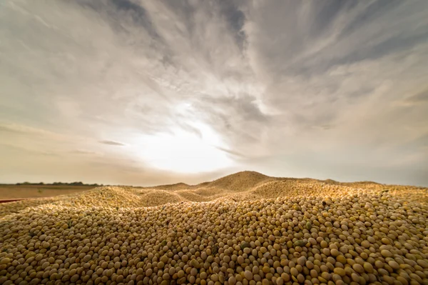 Soybean harvest in sunset — Stock Photo, Image