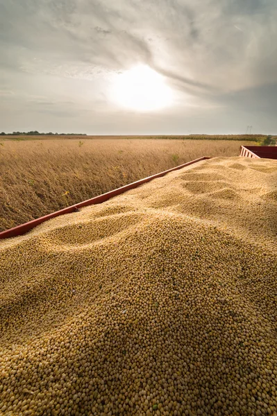 Günbatımı soya hasat — Stok fotoğraf