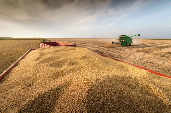 Soybean harvest in autumn — Stock Photo, Image