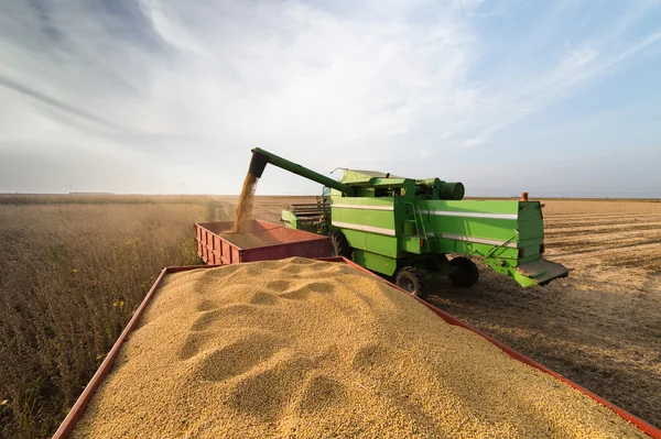 Soybean harvest in autumn — Stock Photo, Image