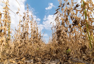 Alandaki olgun soya fasulyesi