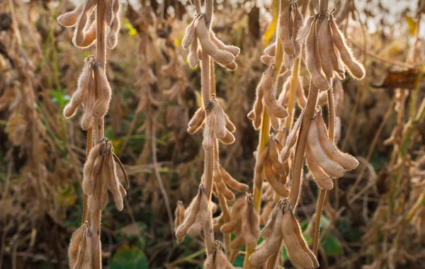 在领域的成熟大豆 — 图库照片
