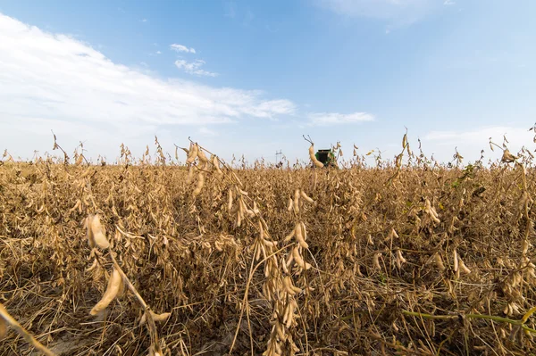 Soja madura en el campo —  Fotos de Stock