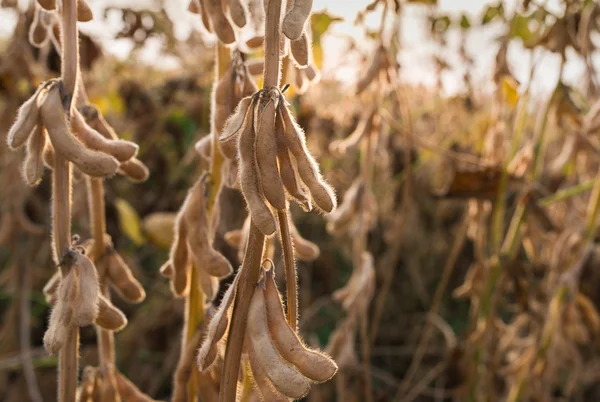 Ripe soybeans in field — Stock Photo, Image