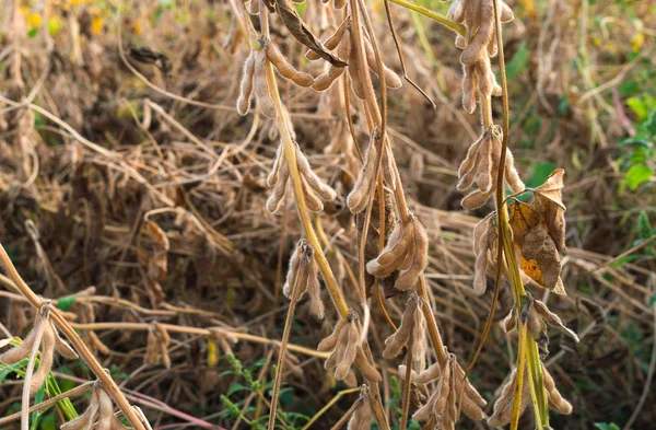 Ripe soybeans in field — Stock Photo, Image