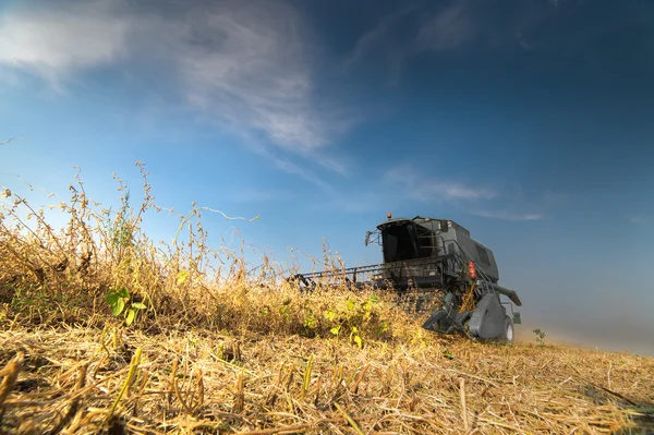Colheita de soja no outono — Fotografia de Stock