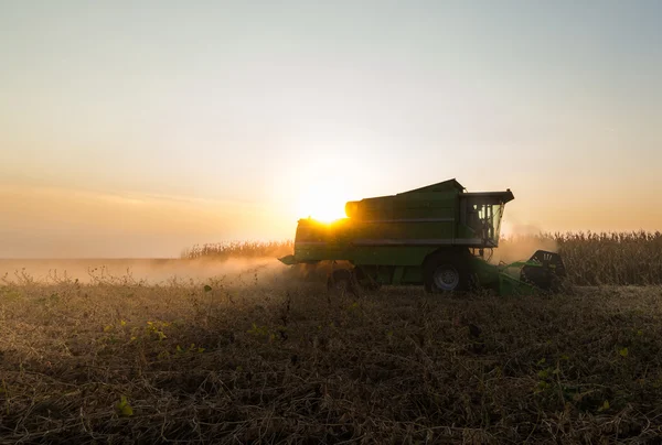 Soja oogst in de herfst — Stockfoto