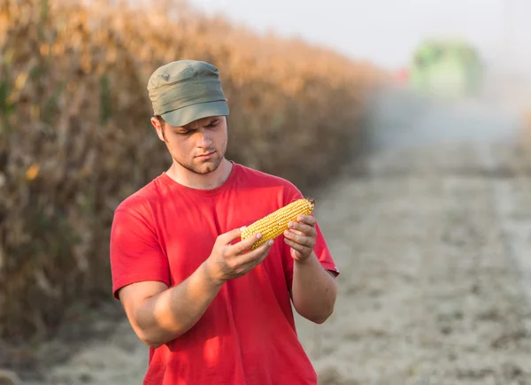 Agricultor en campos de maíz — Foto de Stock