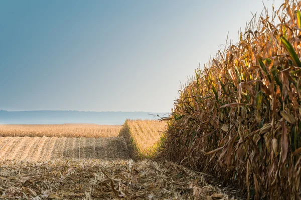 Feld mit reifem Mais — Stockfoto