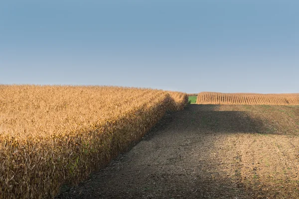 Az érett kukorica mező — Stock Fotó