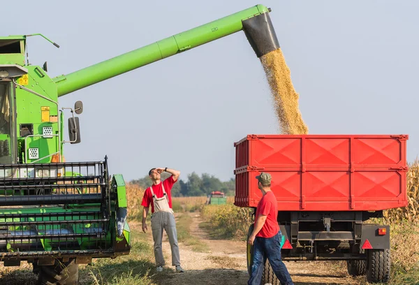 Bauern untersuchen Sojabohnen im Anhänger nach der Ernte — Stockfoto