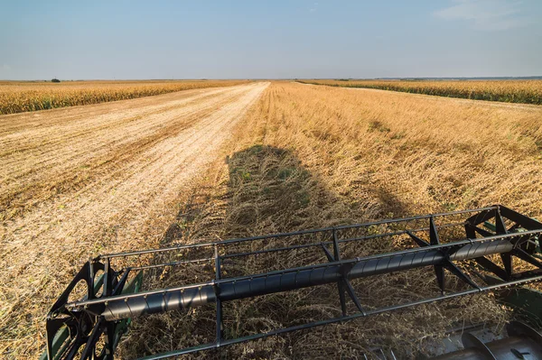 Raccolta della soia in autunno — Foto Stock