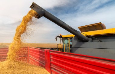 Traktör römorkuna mısır döken bir buğday.