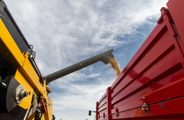 Grain Auger Combine Pouring Corn Tractor Trailer — Stock Photo, Image