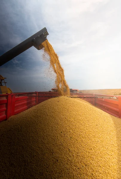 Barrena Grano Combinar Verter Maíz Remolque Tractor —  Fotos de Stock