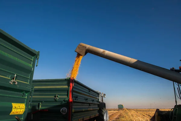 Getreideschnecke Des Mähdreschers Schüttet Mais Traktoranhänger — Stockfoto