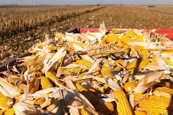 Haufen Gelber Und Roter Mais Nach Der Ernte — Stockfoto