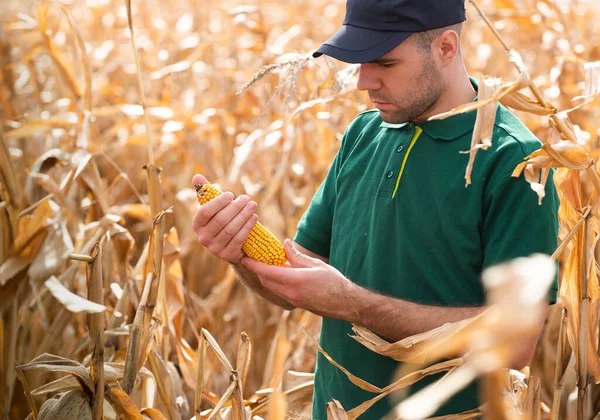 Landwirt Inspiziert Maiskolben Auf Dem Feld Mit Den Händen — Stockfoto