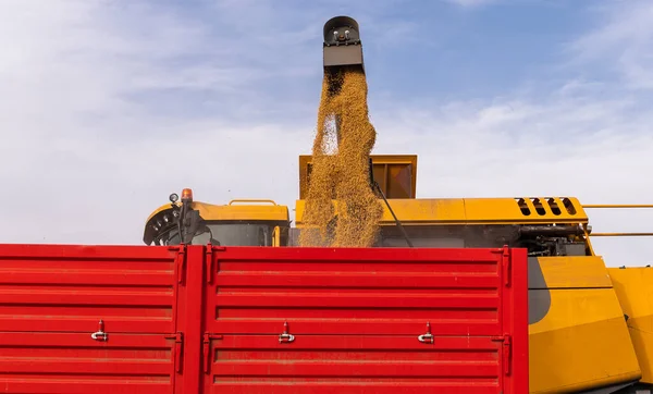 Barrena Grano Combinar Verter Frijol Soja Remolque Tractor —  Fotos de Stock