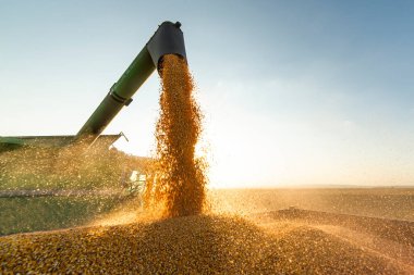 Traktör römorkuna soya fasulyesi döken bir buğday.