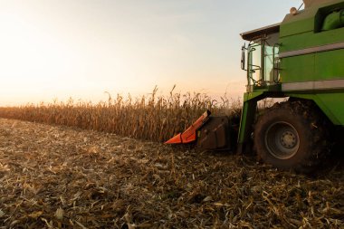 Alacakaranlıkta mısırları hasat eden hasatçıyı birleştirin.