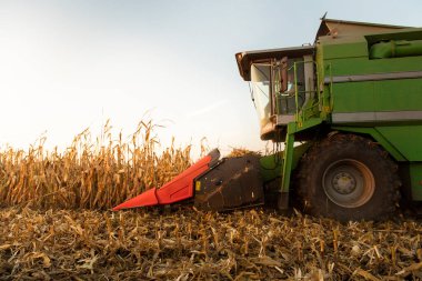 Alacakaranlıkta mısırları hasat eden hasatçıyı birleştirin.