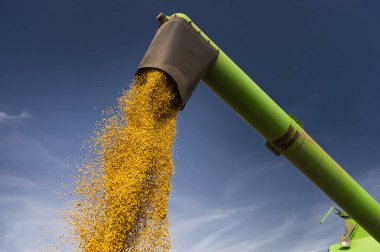 Traktör römorkuna soya fasulyesi döken bir buğday.