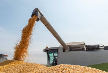 Traktör römorkuna mısır döken bir buğday.