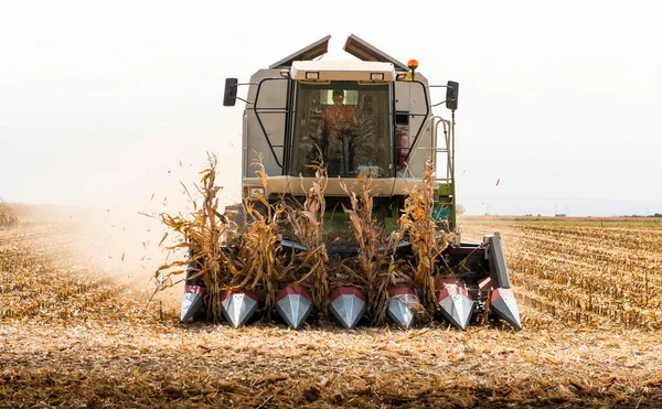 Combine Operator Harvesting Corn Field Sunny Day — Stock Photo, Image