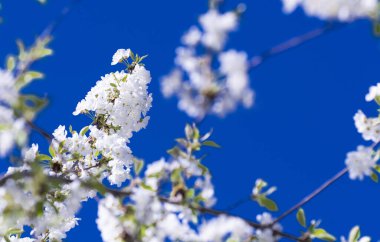 Baharda kiraz çiçeği meyve bahçesi